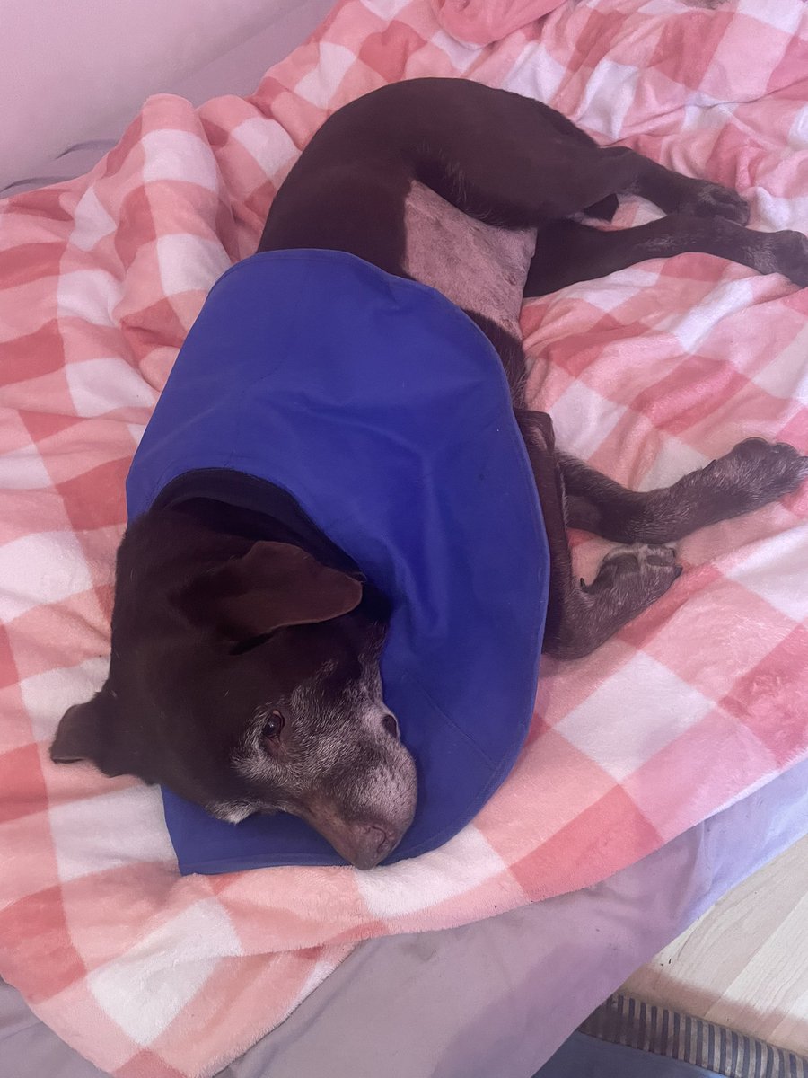 jenbinny's tweet photo. Buttons you are the strongest girl I know ❤️❤️#loveddogs#getbetter#labsarethebest https://t.co/UnWW2sDdk4