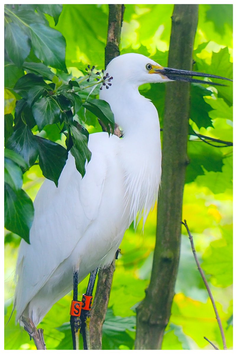 Community Action for Nature tweet media