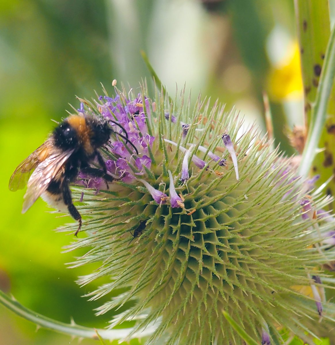 Community Action for Nature tweet media