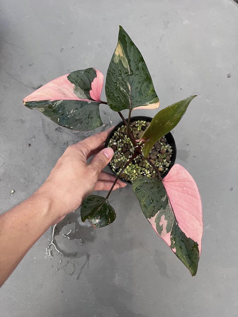 TT_plantstore's tweet photo. Homalomena Pink Daimond 

Tonmong Tonmai 🪴 Rare plants, variegated plants shop 🇹🇭
✈️ Worldwide shipping
 Please  https://t.co/iNsRxJGkyv 

#homalomena #plants #planttwitter  #rareplants  
#indoorplants #houseplantlover  #plantgarden #gardening #aroid #pinkdiamond #variegated https://t.co/LUY9f7OYYs