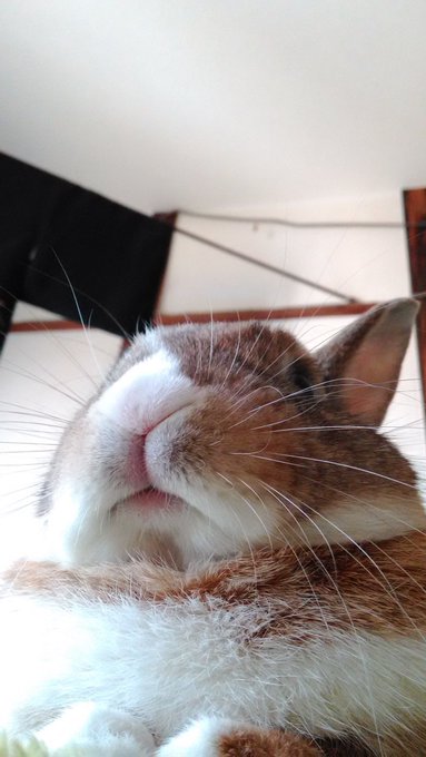 #うさぎさんの日 
これは三代目と毛布こね職人です 