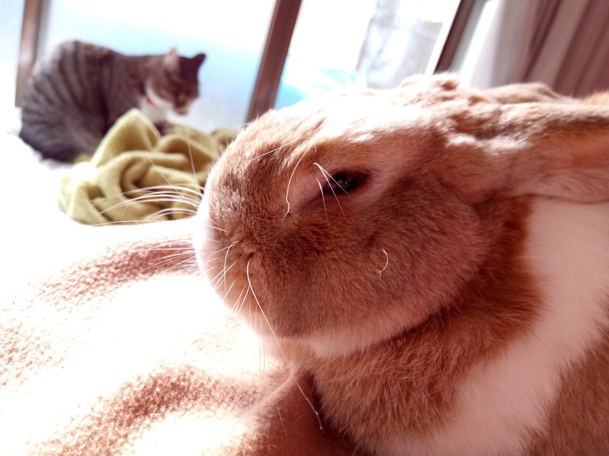 #うさぎさんの日 
これは三代目と毛布こね職人です 