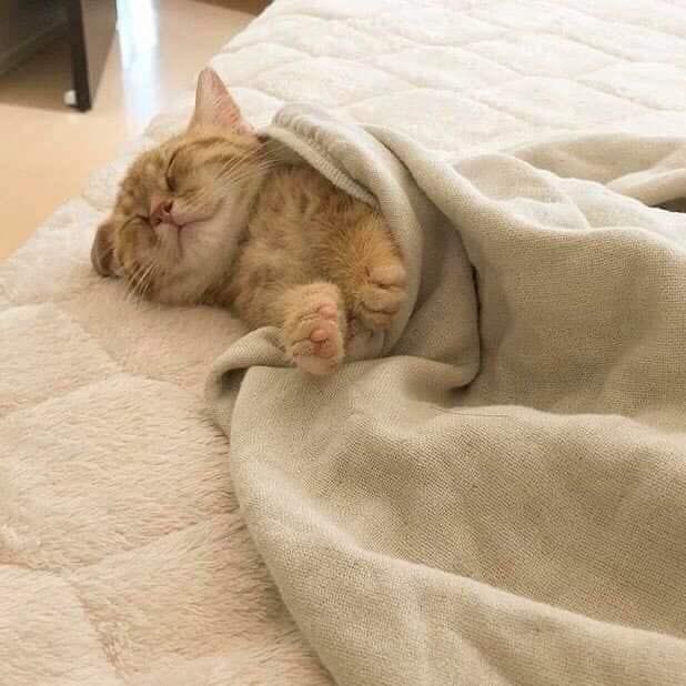 Zzzzz 😴
Bon week-end à toutes et à tous ! 😺

📸 <a href="/cat_auras/">bobby brown</a>