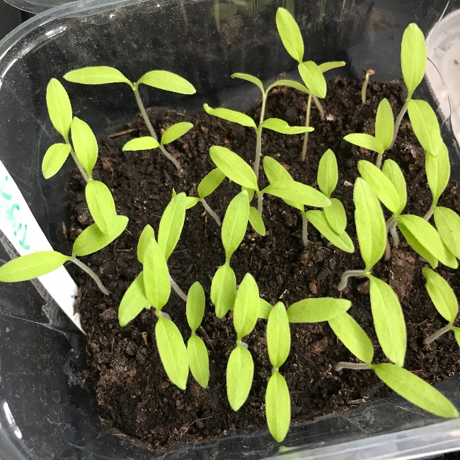 PLOT_22's tweet image. PLOT 22 Newsletter March 2023 - mailchi.mp/0cd5251c602a/p… with a new plant medicine workshop to book, plus other spring updates