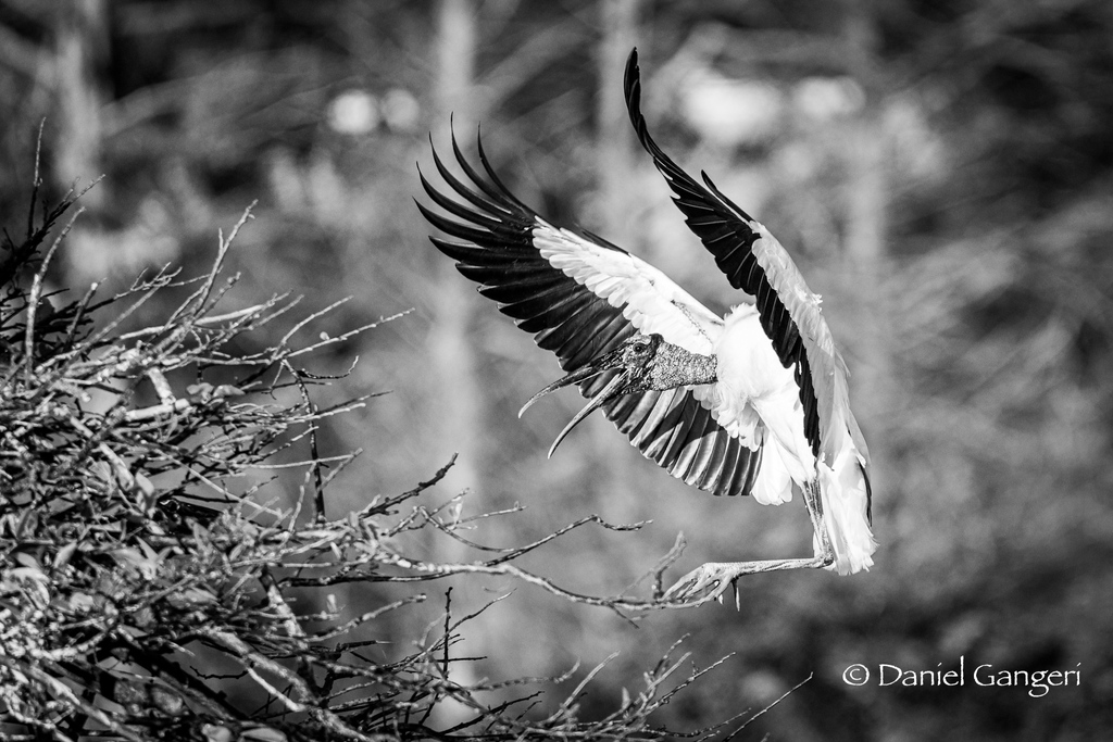 Dgangeri's tweet photo. Coming in hot!!  The wood storks were very active this morning, coming and going from their nesting sites.  My shooting location put me right at nest level and made for a great angle for this shot.  Add all this to how well the wood stork looks in black/white and here we go! https://t.co/ja16V21O9m