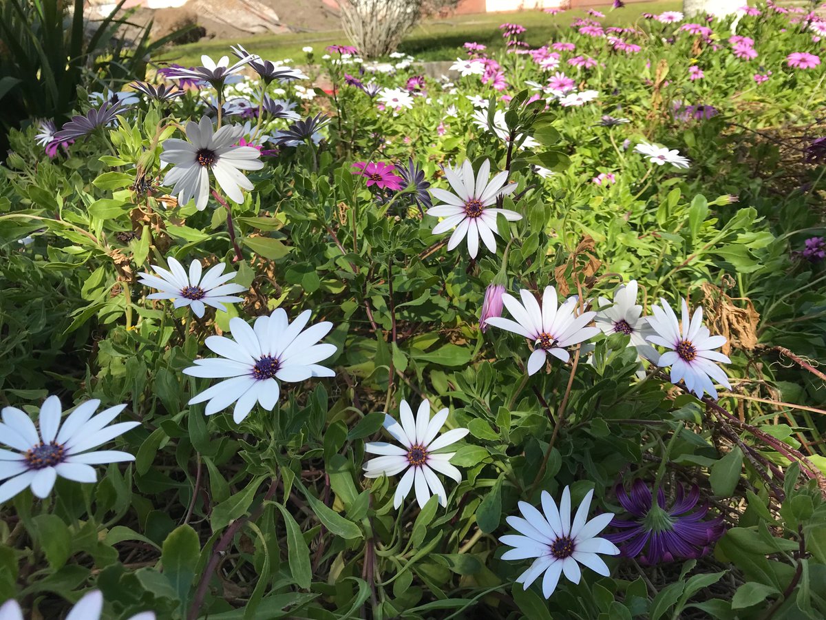 Mondego Science tweet media