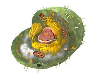 Golgi The Goat tweet media