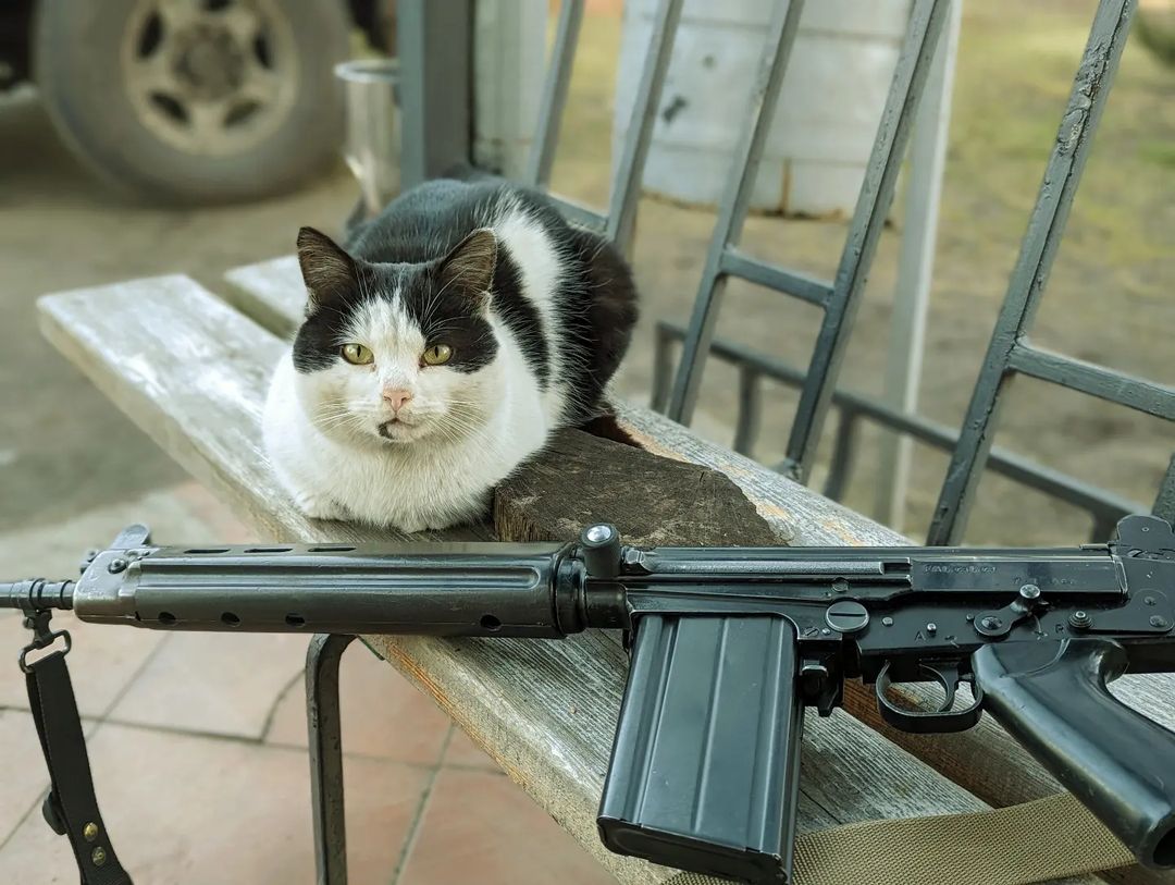 Cats With Firearms
