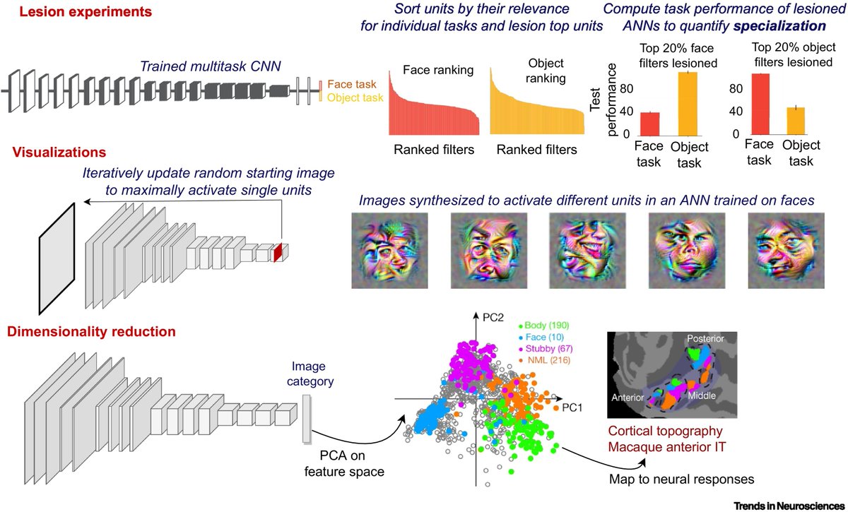 TrendsNeuro's tweet photo. "Using artificial neural networks to ask ‘why’ questions of minds and brains"

by @Nancy_Kanwisher, Meenakshi Khosla  
@meenakshik93 &amp; Katharina Dobs @KathaDobs 

https://t.co/X0pSUu1QvI https://t.co/3aZqY2Z6e4