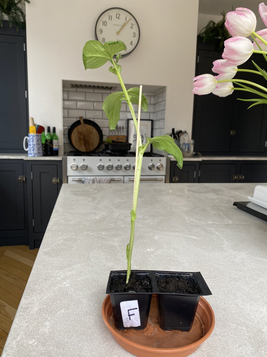 Laura__Fall's tweet image. Laila and I are wondering whether there’s actually a seed in the other pot too?? 🤔 any one else’s non-fertilised one started to grow yet?? @OPAK_3EC