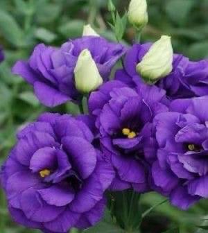 🤍ايمان🤍 tweet media