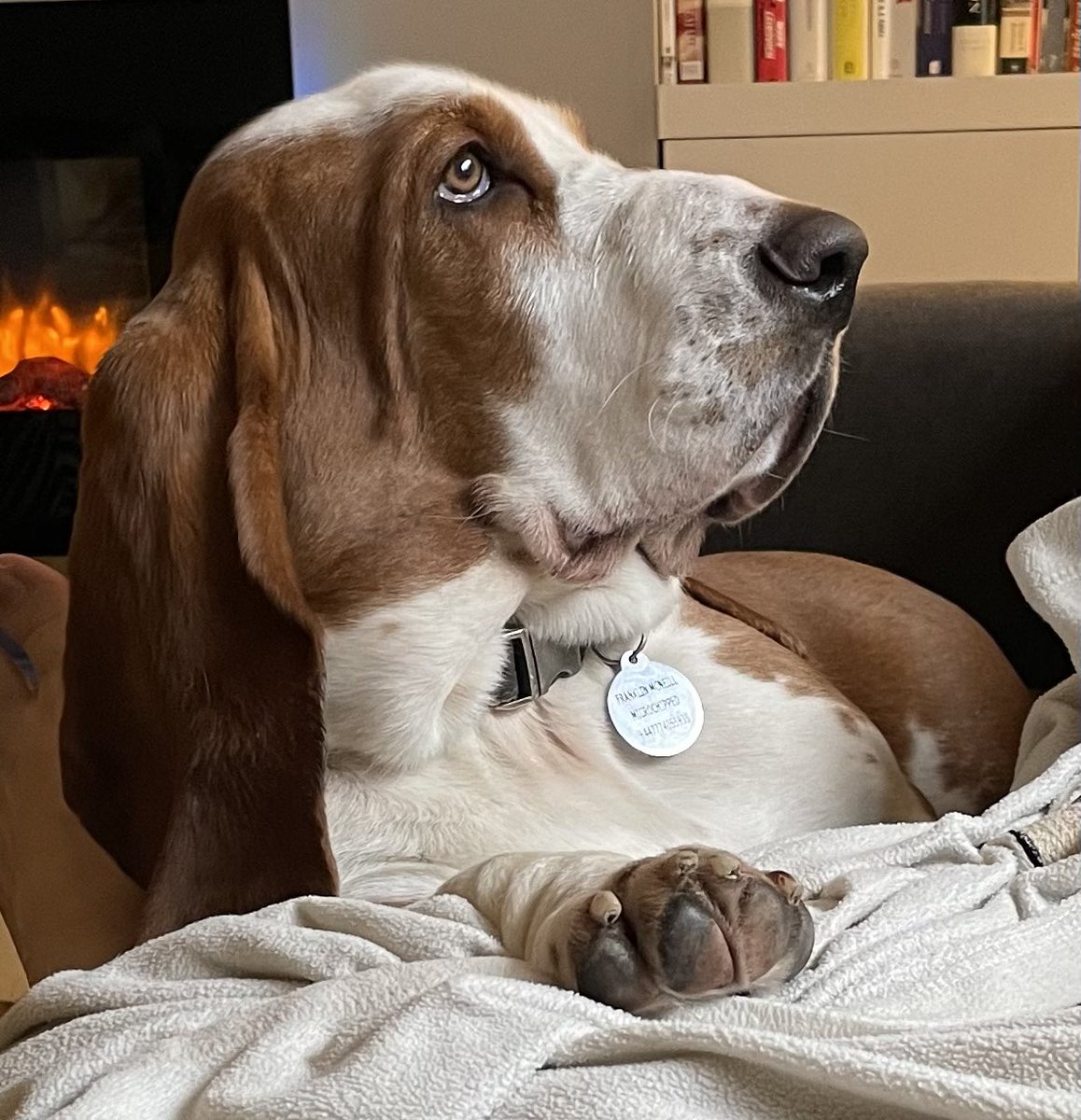 For the third time in This Dog’s Life, I took him to the vet for induced puking. This time it was a dryer sheet. The other two times it was a bicycle glove and chocolate. Nearly £250 later, Frank comes bouncing out into the waiting room and everyone called him a good boy. LIES.