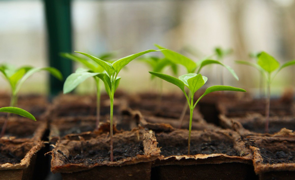icmabCSIC's tweet photo. Avui a @LasTardesDeRNE amb @CarlesMesa, entrevista en directe amb Mariano Campoy-Quiles per parlar del projecte #SYNATRA d’agrivoltaica! A partir de les 16 h! 📻 #ICMABnews @Eurecat_news @ICFOnians @IBMCP @irtacat 😎https://t.co/JCHugtXAcN https://t.co/3s6bYJ1nsP