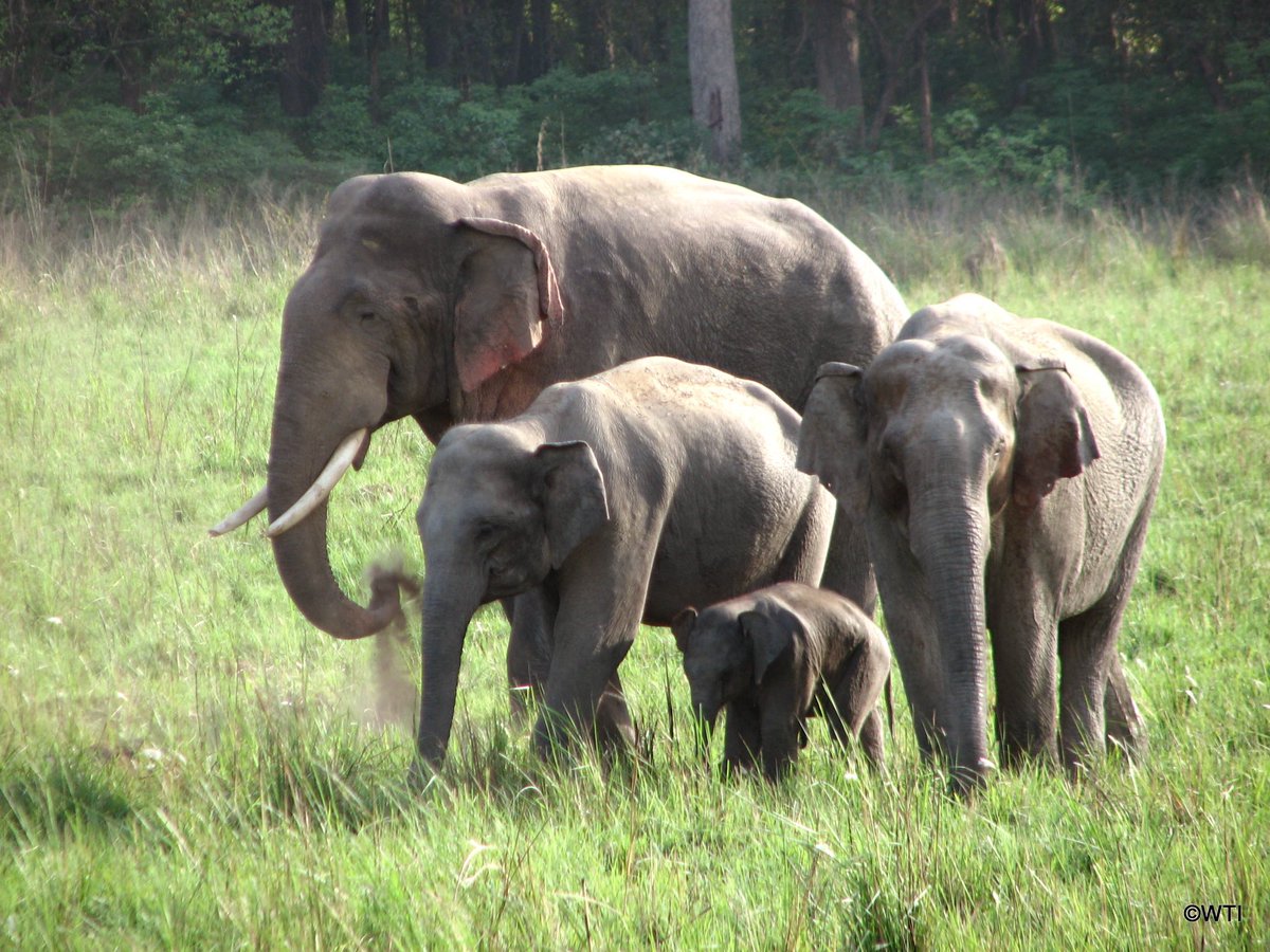 Today is #WorldWildlifeDay and this year we celebrate #PartnershipsforConservation.
We are grateful to our global partners, members, and supporters for working with us to conserve Asian elephants!
#AsianElephants #AsianElephantConservation #AsianElephantSpecialistGroup #WWD2023