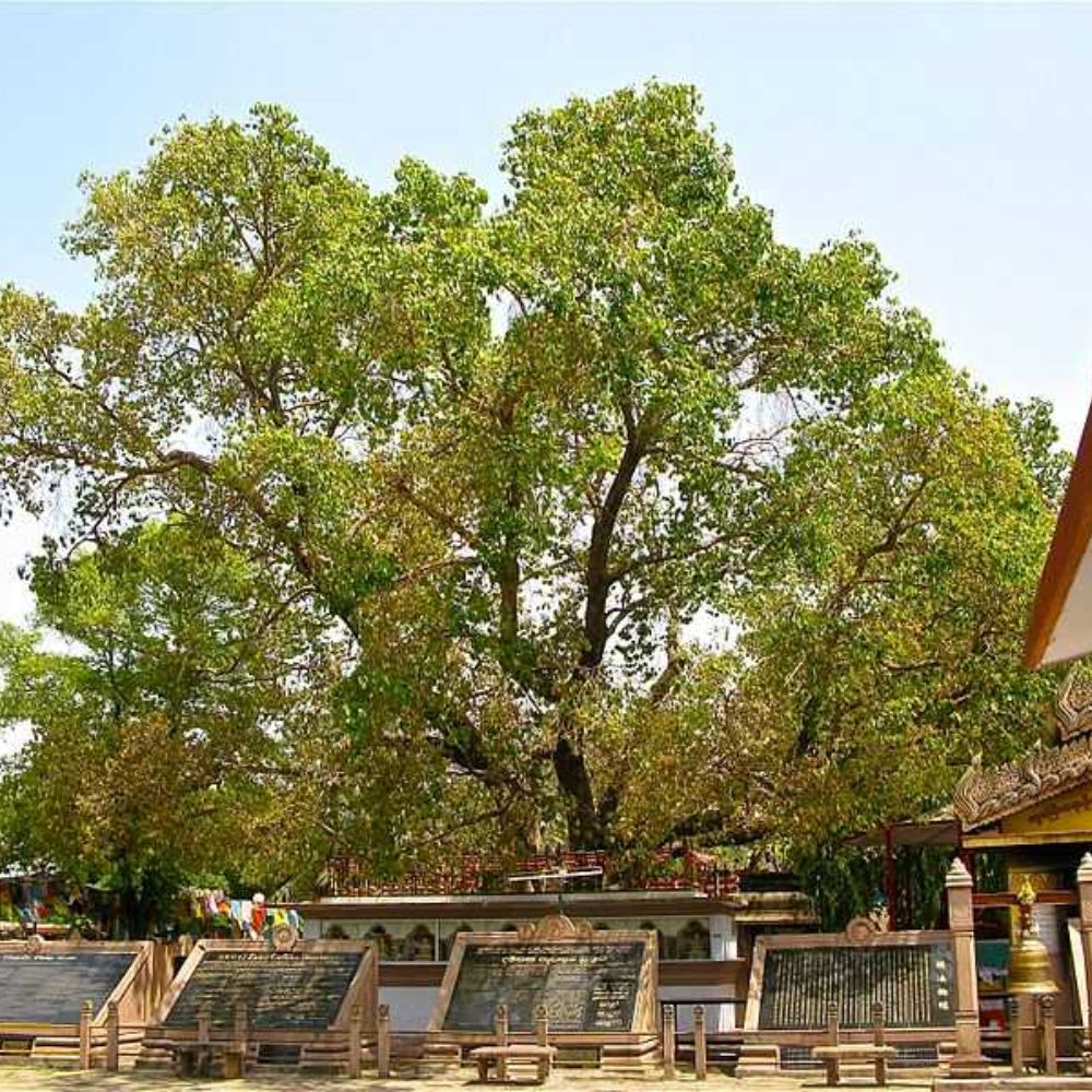 Bodh Gaya
#Bihar #BodhGaya #India #incredibleindia
#MahabodhiTemple
#StatueofLordBuddha
#BodhiTree