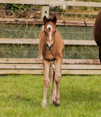 Coolmore tweet media