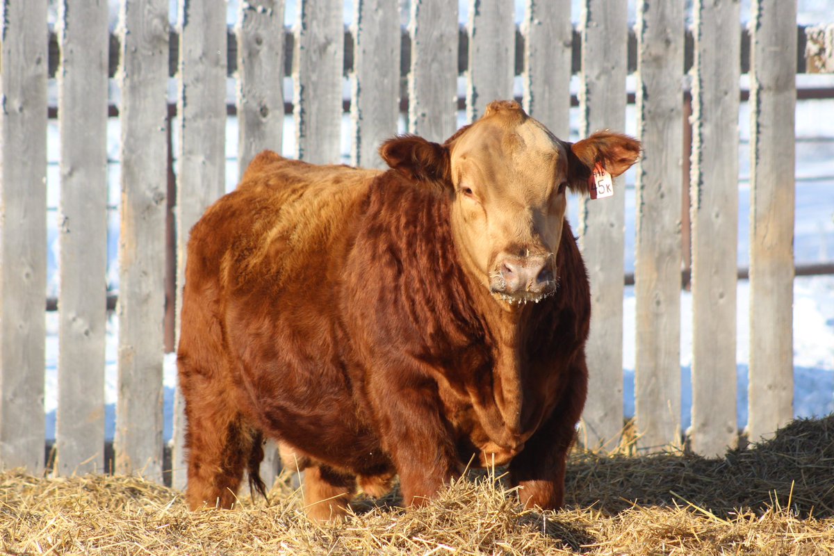 We have a pair of red Premonition sons selling in the Associates sale this weekend, DLMS Farmgate