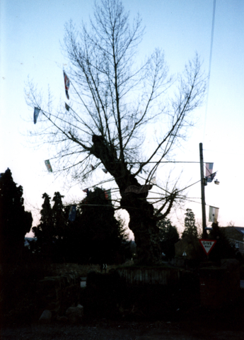 treesurgeon1's tweet photo. Reminded by #drkrishart of an old photo I found from 1991 four years before it blew down. This curious #blackpoplar from #astononclun was the centre piece of an old tree dressing festival only surviving in Aston on Clun in South Shropshire into the modern era. https://t.co/fvFS5COcUM