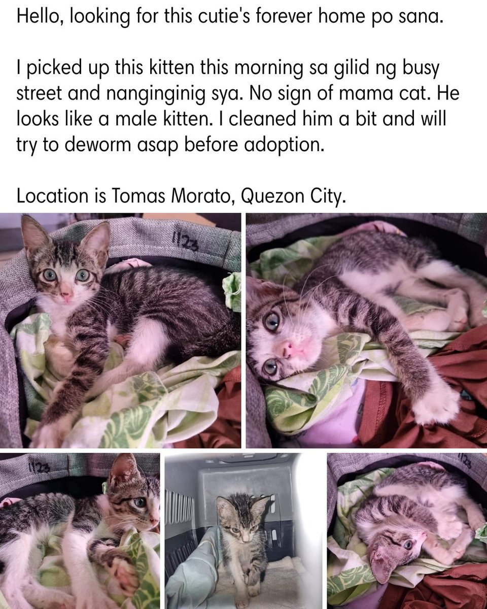 liptint1989's tweet photo. Cat for adoption. https://t.co/ePGEhzYo1F