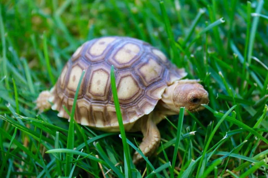 Hum_farting's tweet image. ime  ,  goign on  an . advebtur !!  woner  what  ‘ I   will finding