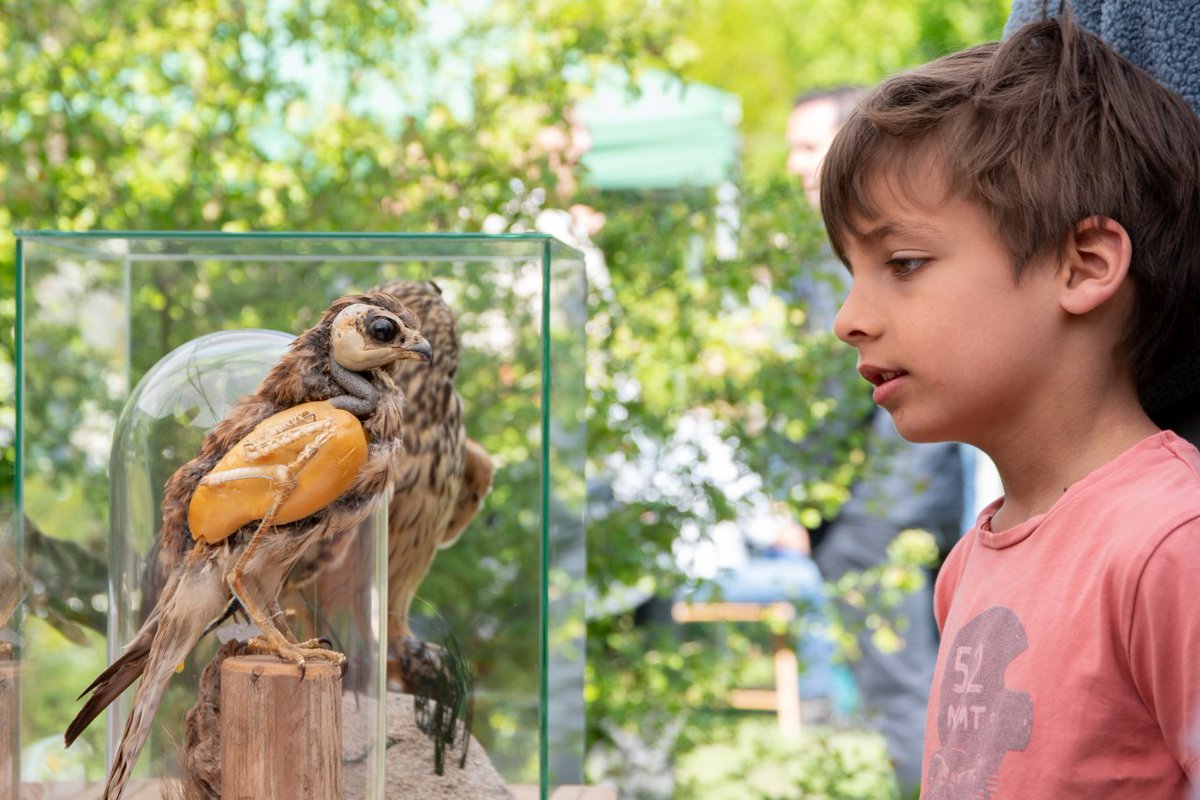 Vogelbescherming NL tweet media