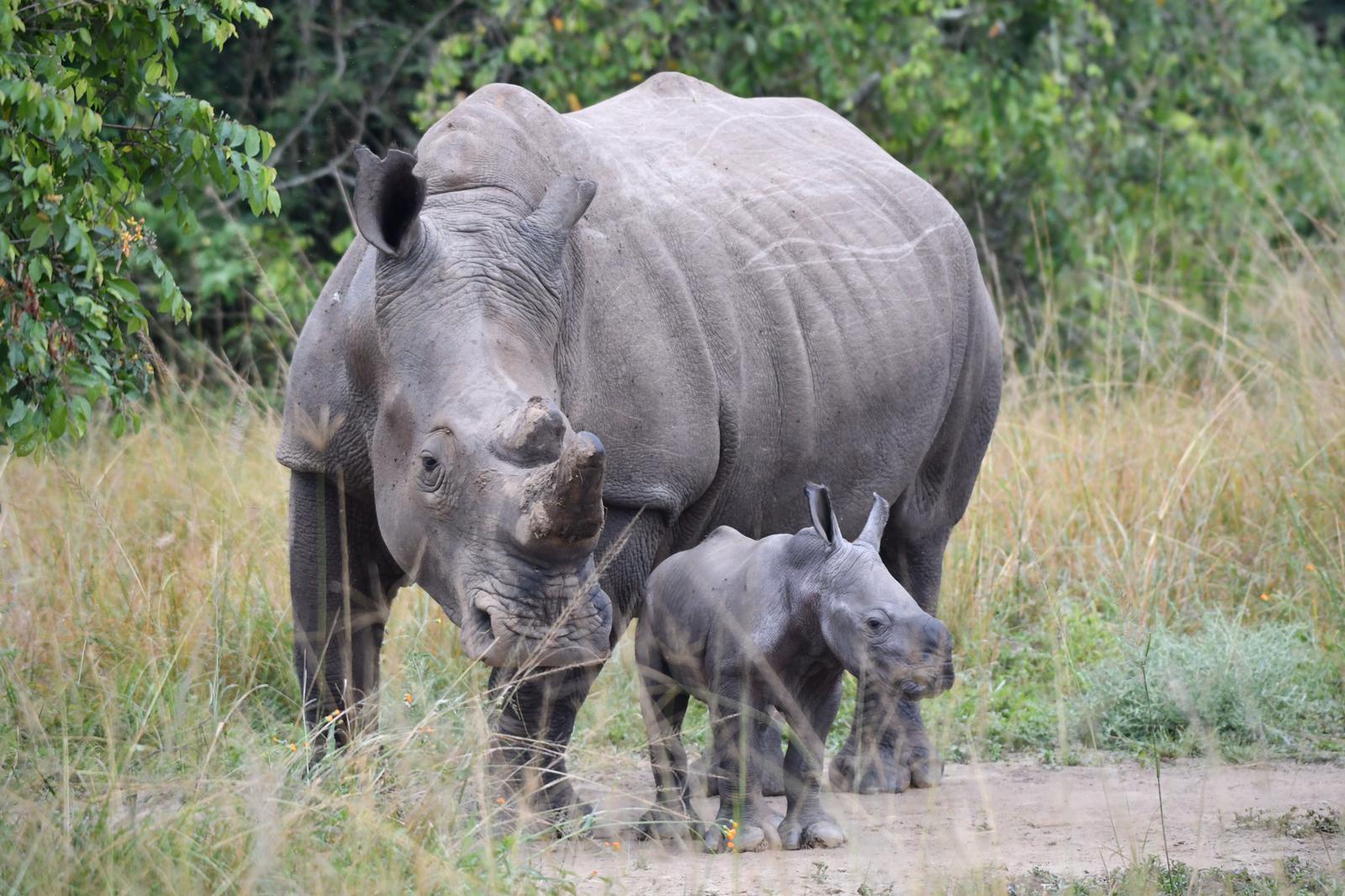 Rhino Tracking | Akagera National Park Safari