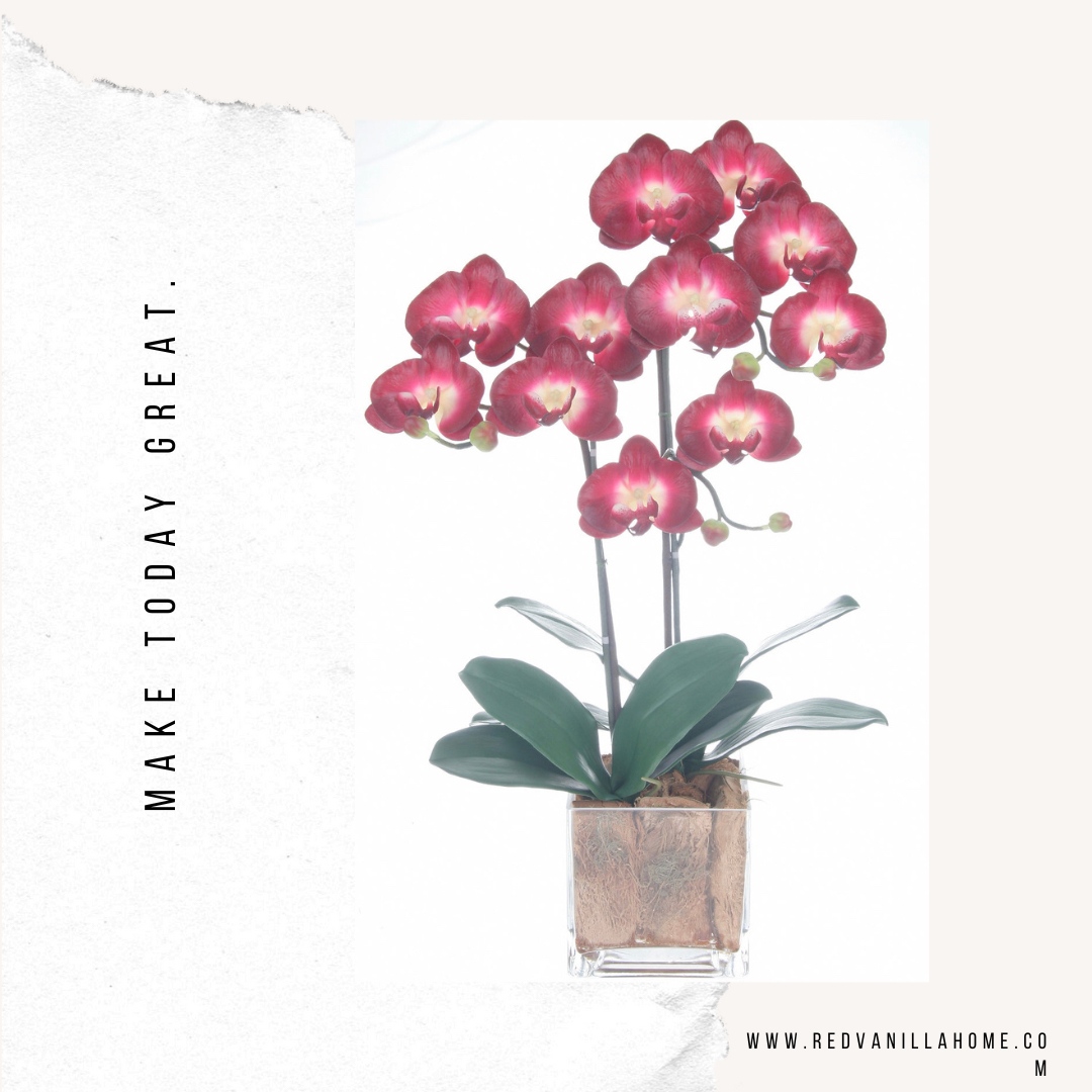 redvanillahome's tweet image. #FloralFriday Phalaenopsis Burgundy in Cube Glass Base

Add low maintenance color and vibrancy to your home &amp;amp; concrete or brick balconies with flowers from Red Vanilla.
redvanillahome.com/shop?Category=…

#foral #flowers #spring #springgarden #March #Friday #springbreak #apartmentlife