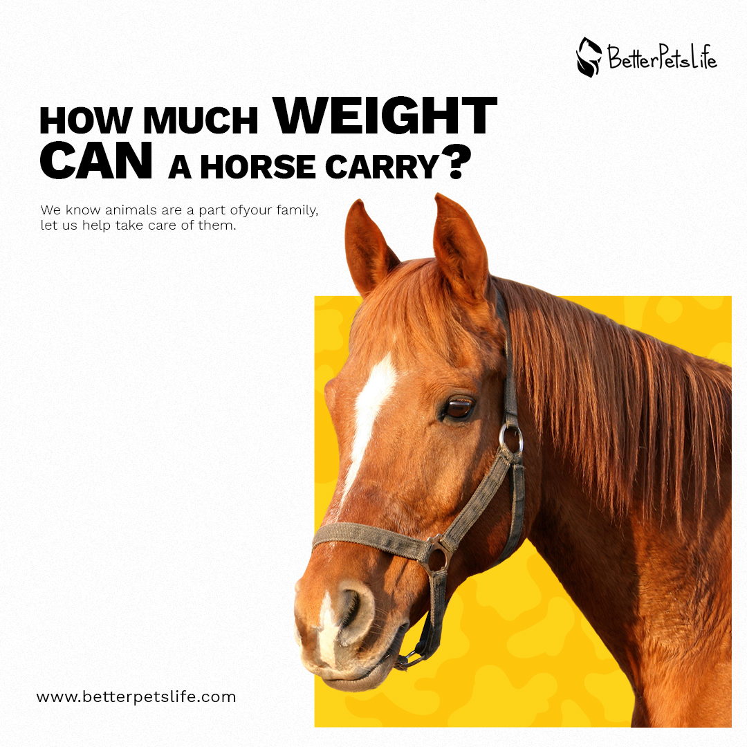 As a horse lover and rider, it's important to educate yourself on the proper weight limits for your equine partner. Learn here about How much weight can 
a Horse carry 🏇 ?
betterpetslife.com/how-much-weigh…

#pets #horses #pethorse #petlovers #FridayFeeling  #RedRubyDaSleeze #fridaymorning