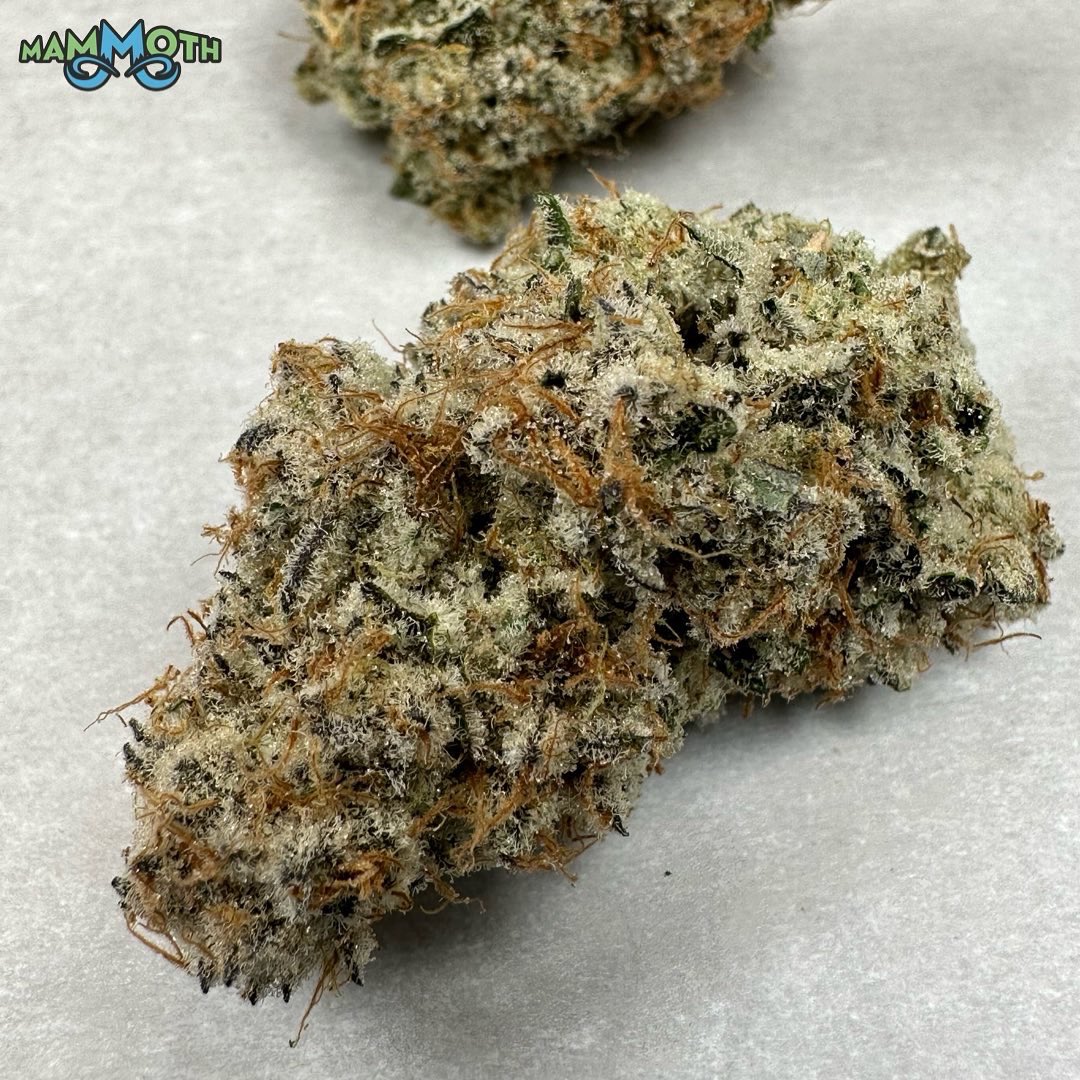 MammothInc_'s tweet photo. Here are some photos of our first run of CapJunky (Alien Cookies x Kush Mints #11). Right now this is my favorite strain we are running, bred by both @capulator and @seedjunky_jbeez.  Named after the two popular breeders, I love the terps smelling of strawberry pop-tarts and ice cream this girl puts off. 

As always grown in @currentcultureh2o systems and nutrients under @fluence_led lights.