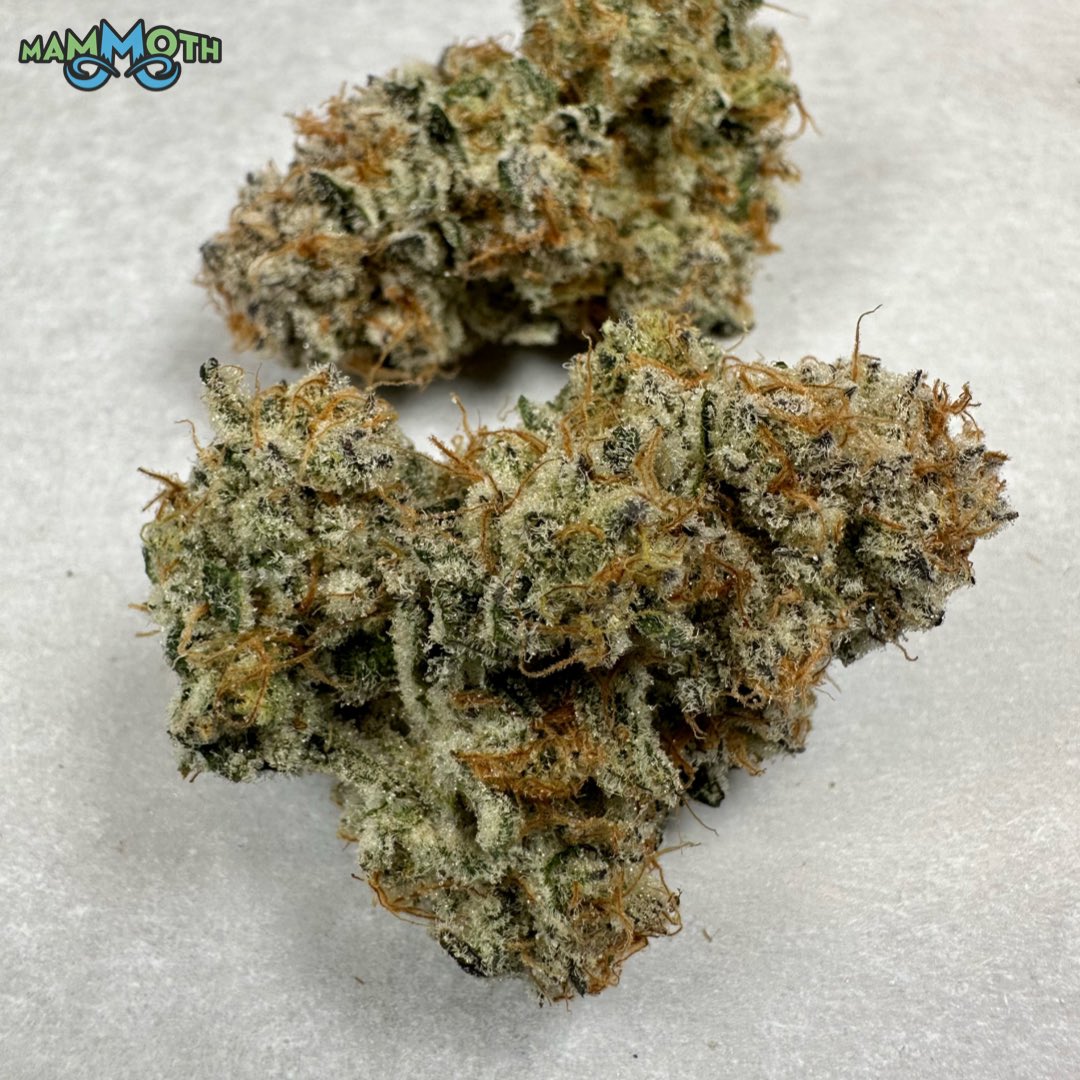 MammothInc_'s tweet photo. Here are some photos of our first run of CapJunky (Alien Cookies x Kush Mints #11). Right now this is my favorite strain we are running, bred by both @capulator and @seedjunky_jbeez.  Named after the two popular breeders, I love the terps smelling of strawberry pop-tarts and ice cream this girl puts off. 

As always grown in @currentcultureh2o systems and nutrients under @fluence_led lights.