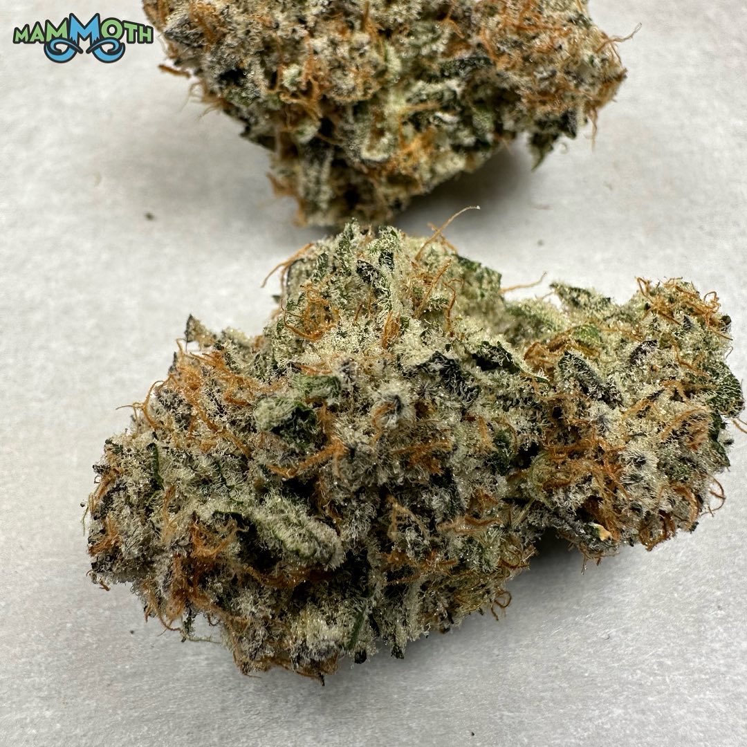 MammothInc_'s tweet photo. Here are some photos of our first run of CapJunky (Alien Cookies x Kush Mints #11). Right now this is my favorite strain we are running, bred by both @capulator and @seedjunky_jbeez.  Named after the two popular breeders, I love the terps smelling of strawberry pop-tarts and ice cream this girl puts off. 

As always grown in @currentcultureh2o systems and nutrients under @fluence_led lights.