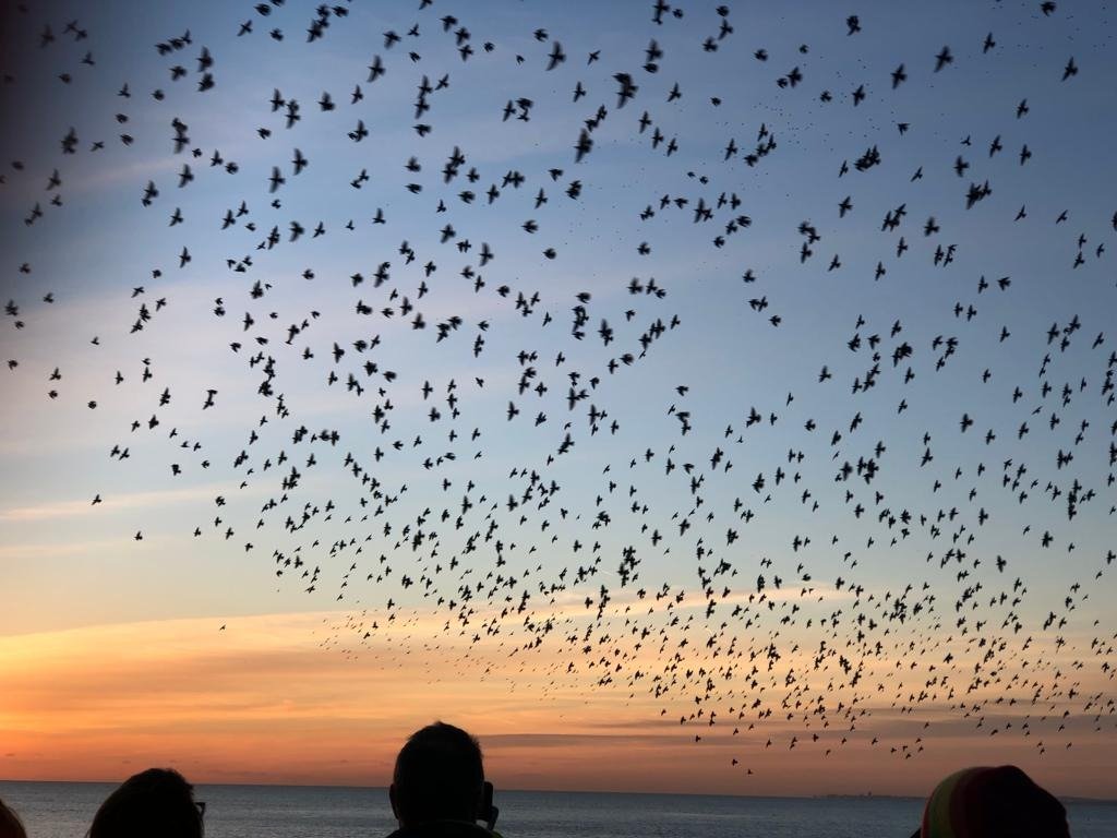 CarolineLucas's tweet image. This #WorldWildlifeDay, a shoutout to #Brighton's beautiful starlings - whose spectacular murmurations are at risk of disappearing from our skies unless we eradicate dangerous pesticides like #neonics. Our natural world is precious - let's protect it!

theargus.co.uk/news/19888459.…