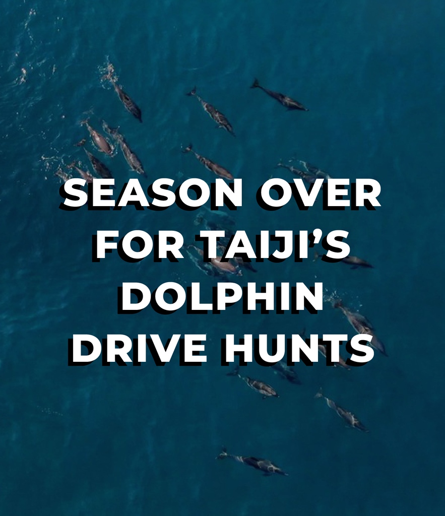 Dolphin_Project's tweet photo. We can confirm that February 28 was the last day of Taiji, Japan’s dolphin drive hunts for the 2022/23 season. ➡️ Data from this season, updates on Taiji’s captive inventory and progress on LIA’s lawsuit against Taiji are now up at: https://t.co/aVwpq3mvfn 
#DolphinProject https://t.co/g5Cmb4aRLL