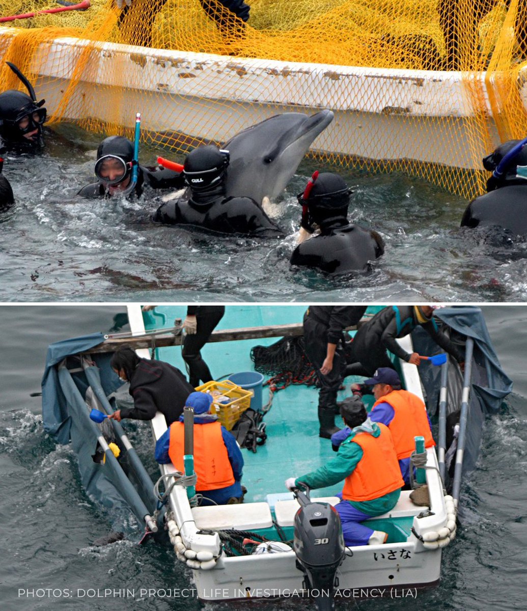 Dolphin_Project's tweet photo. We can confirm that February 28 was the last day of Taiji, Japan’s dolphin drive hunts for the 2022/23 season. ➡️ Data from this season, updates on Taiji’s captive inventory and progress on LIA’s lawsuit against Taiji are now up at: https://t.co/aVwpq3mvfn 
#DolphinProject https://t.co/g5Cmb4aRLL