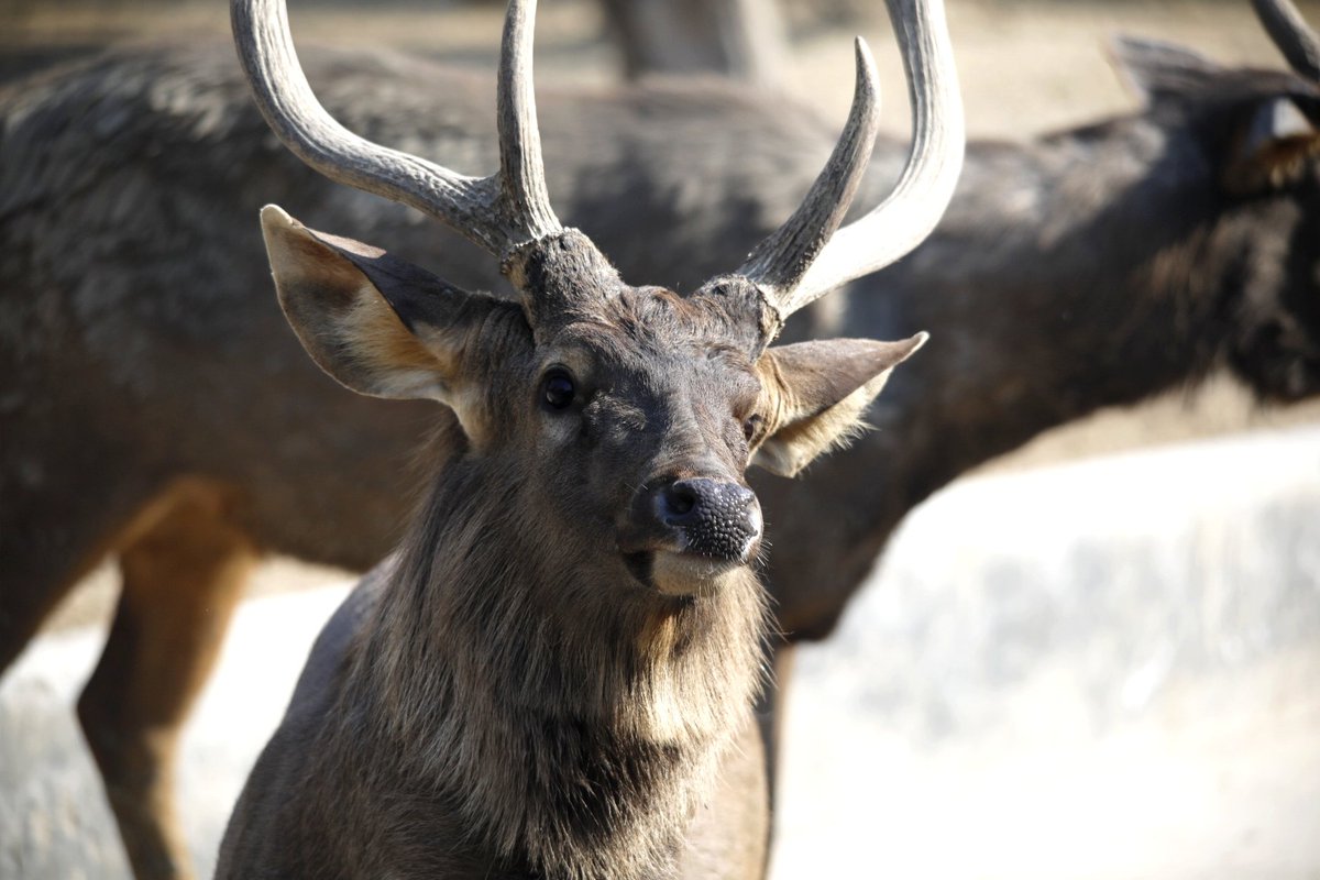 #Wildlifeday. Hangul: The pride of #Kashmir. This year's theme was "partnership for wildlife conservation". Let's take a pledge to be the guardians of the wild.