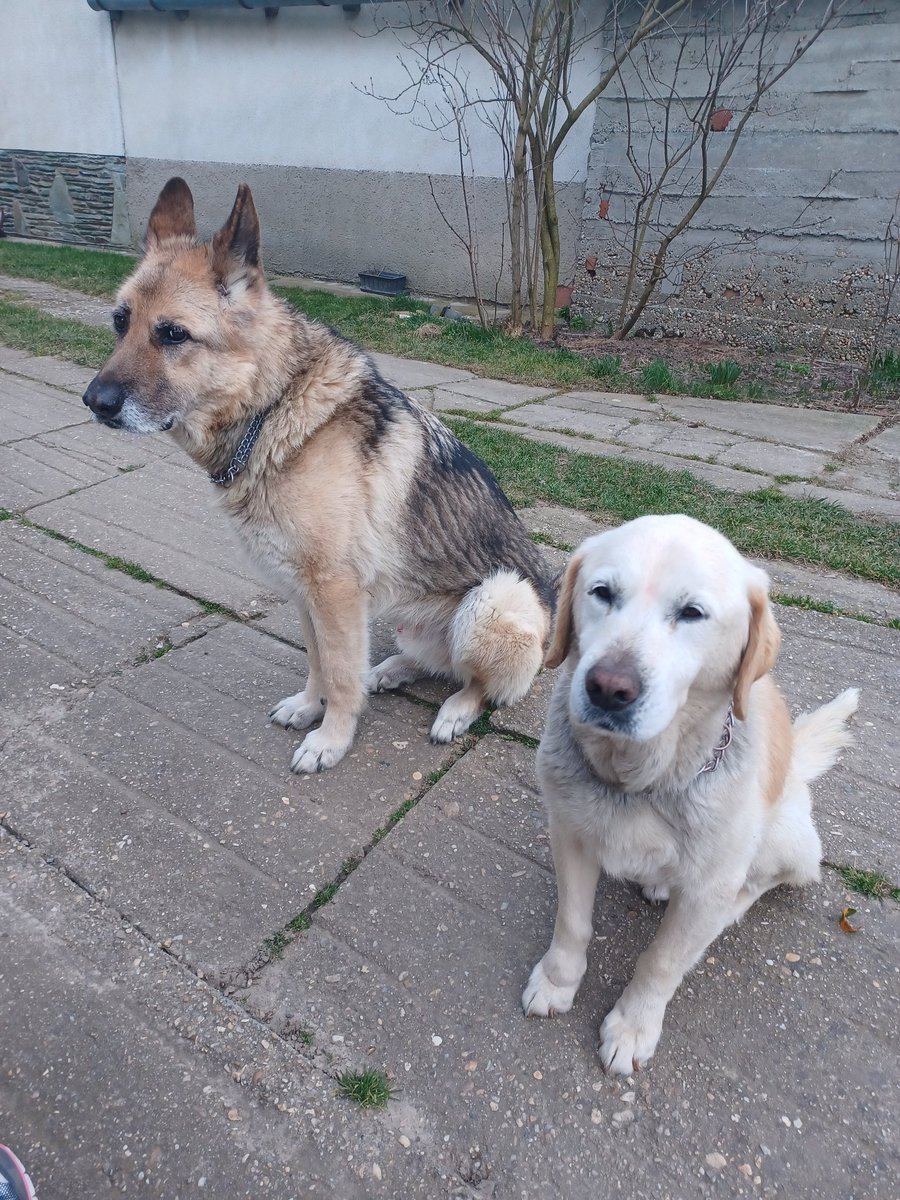 myoldboys's tweet photo. Yuri's side eye 🤣 

#labradorlove #labradors #yellowlab #GermanShepherds 
#gsddog #gsdphoto  #gsd #gsdlove #labJack #gsdYuri #doglove https://t.co/Jl3AzXeheT