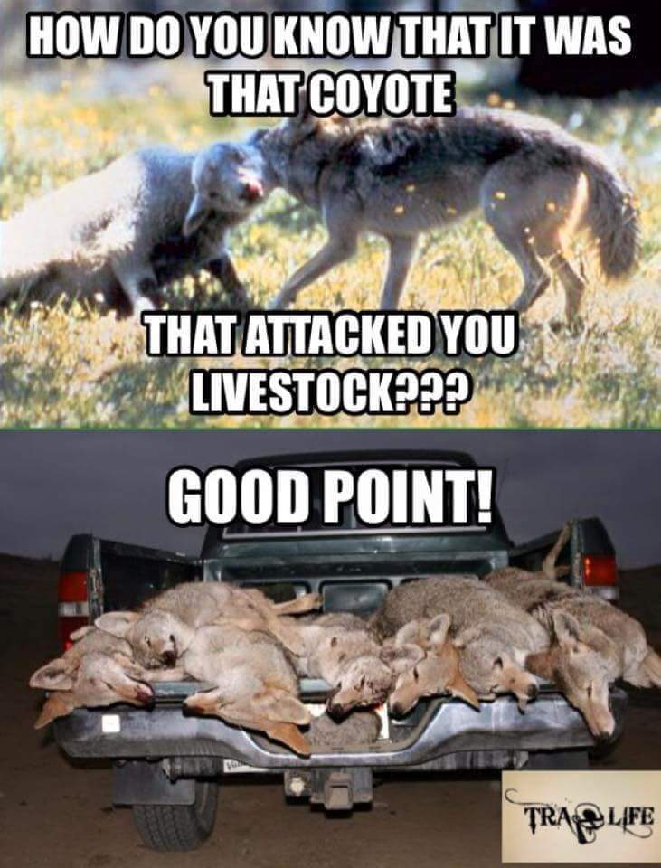 Airfemale14's tweet photo. Yep!! 😎 The Only Good Coyote Is A Dead One!! #TooHarsh 🤔
#PetKillers #LivestockKillers
#DOA #Farming #FarmLife https://t.co/ciQ34fY2RM