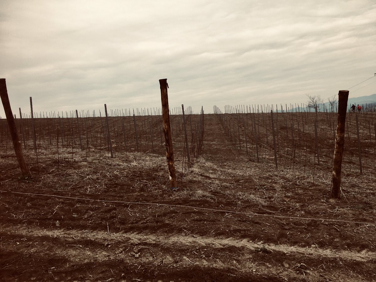 BesWinery's tweet photo. New vineyard #baratuciat #naturalmonferrato #bes #agricolabes #treville #bereesognare #winelovers #organic https://t.co/CDDAdttBri