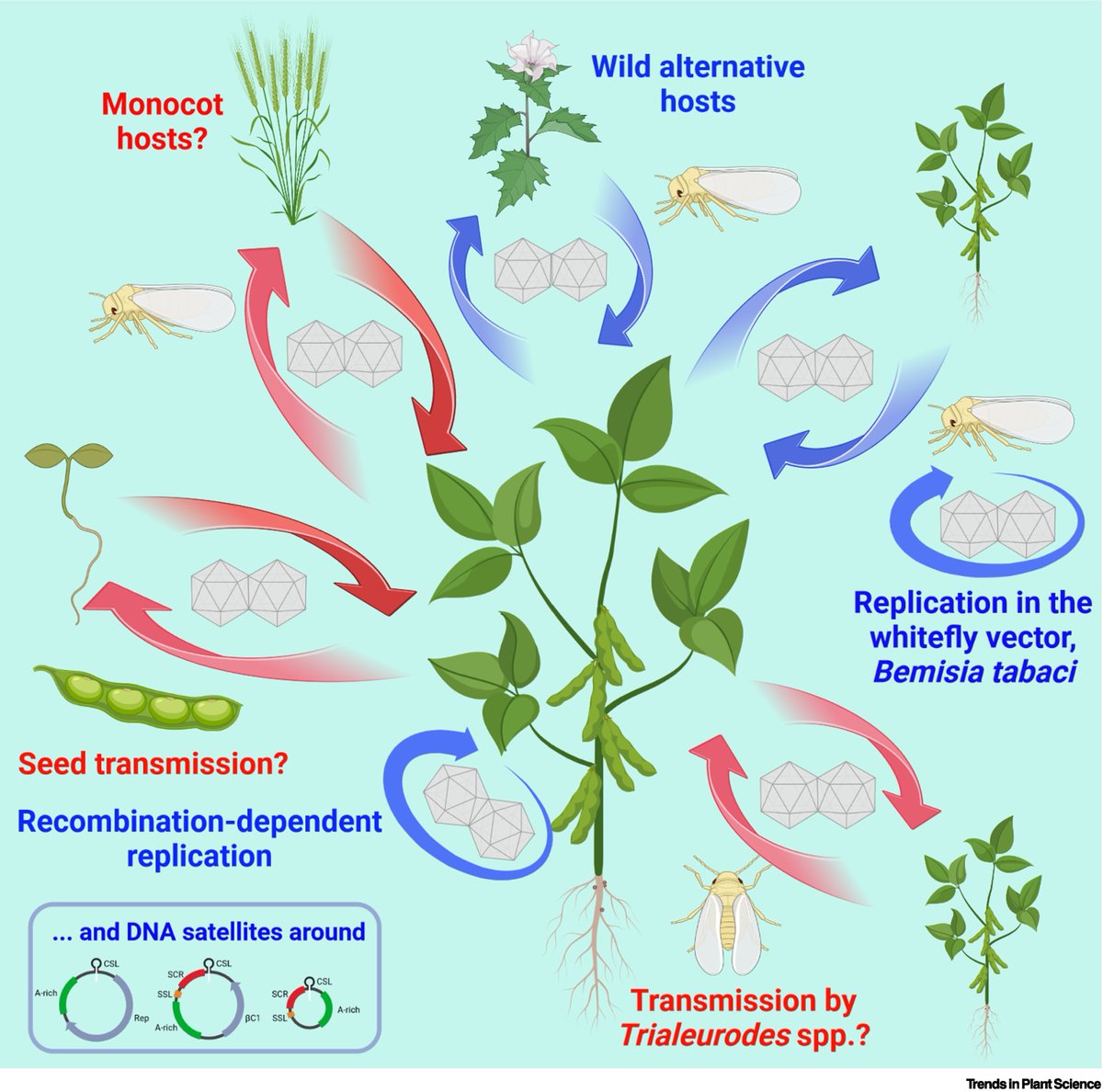virtigation's tweet photo. #WeekendRead: Our 3rd #VIRTIGATION scientific publication, produced by our partner @IHSM_CSIC_UMA, explores the success factors that have driven the emergence of #begomoviruses as key #PlantViruses: https://t.co/bg1FinTTc9 #H2020 #EUfunded #PlantHealth #ToLCNDV #TYLCV #Whiteflies https://t.co/qho0JzFUl2