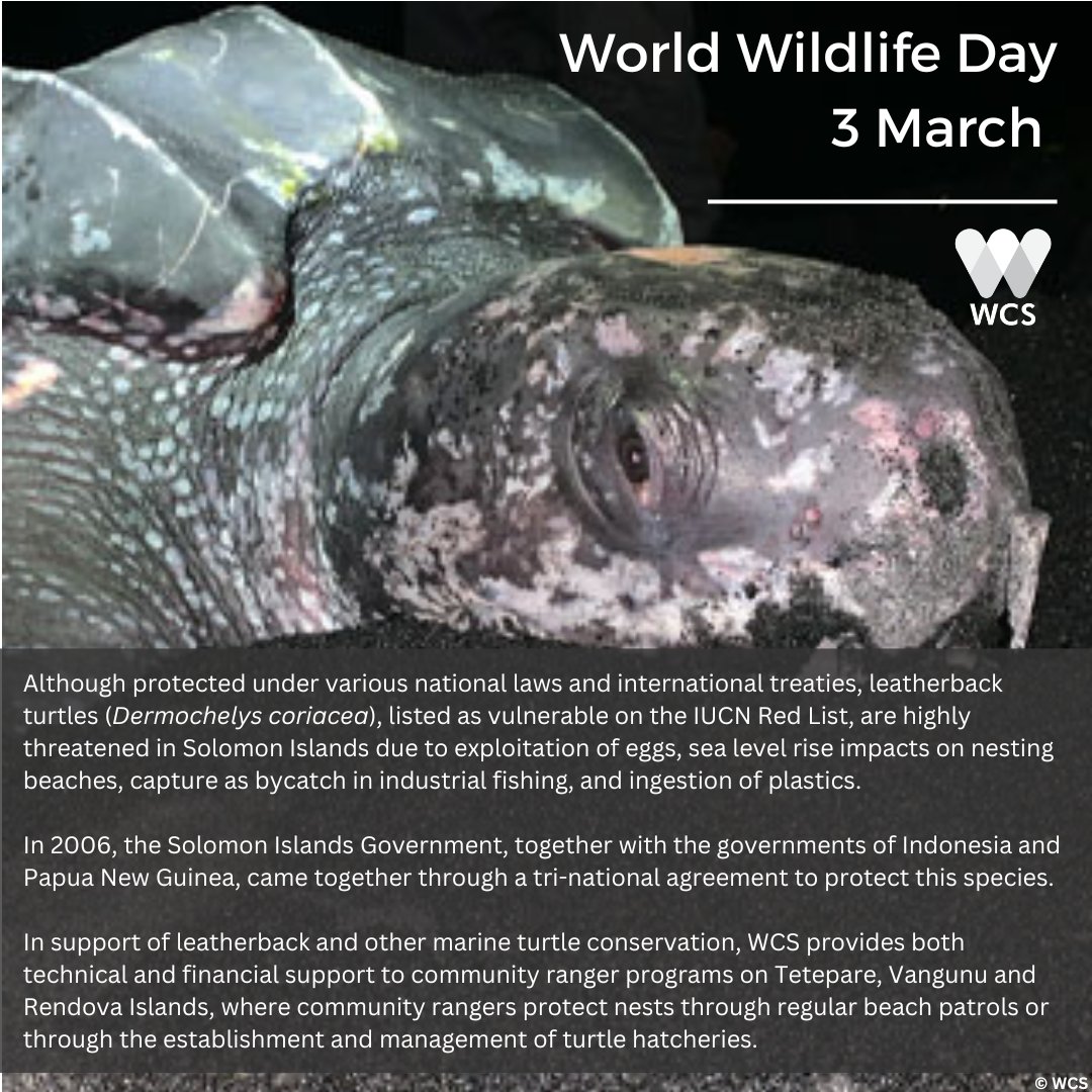 WCSSolomonIs's tweet image. #WorldWildlifeDay 🐢 In support of #leatherback &amp;amp; other #marineturtle #conservation, WCS #SolomonIslands works with community rangers, through technical &amp;amp; financial support, to protect
nests through beach patrols or through the establishment and management of turtle hatcheries.