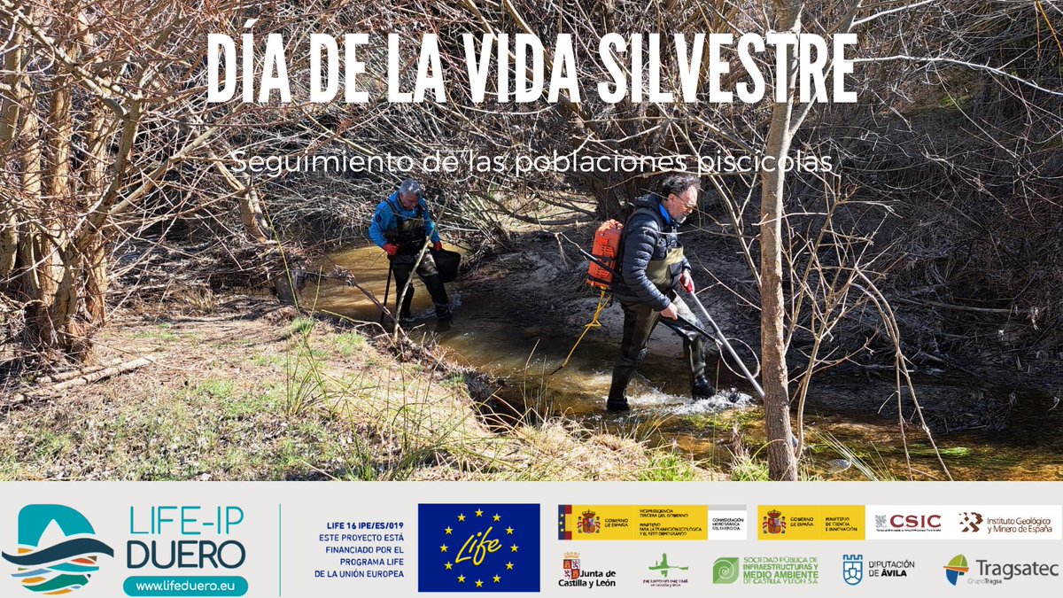 Seguimiento de las poblaciones piscícolas y otras comunidades biológicas
#DiaDeLaVidaSilvestre #WorldWildlifeDay #biodiversidad #Icthios #GestiónAmbiental #LifeAmplifiers