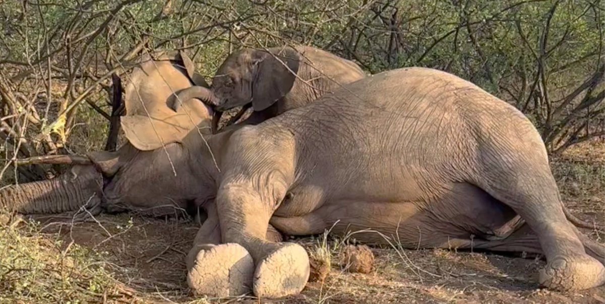 Save the Elephants tweet media