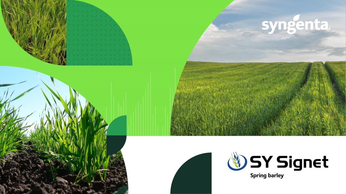 SyngentaUK's tweet image. 💫SY SIGNET💫 is our NEW &amp;amp; exciting spring malting barley.  With high yields and farmer focused agronomics, it's now being tested in multiple countries, offering a potential export market for UK growers. Read more here! 👉 syngenta.co.uk/new-spring-mal… 
#SYSIGNET #MaltingBarley #Spring