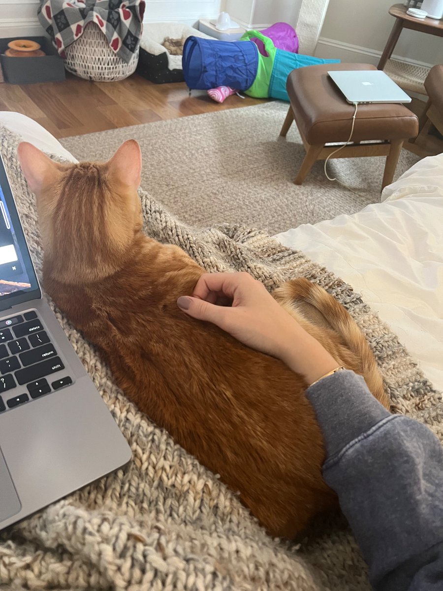 EmmmaKay's tweet photo. @maxsweet28 Idk what it means but cats are the best, my dog person to cat + dog person shift has been 12/10 https://t.co/IF89aeDf7C