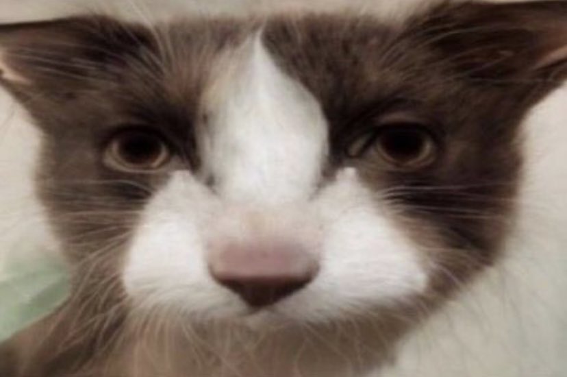 NelsonCurtain's tweet photo. ive got a friend who looks just like this… 

…not saying who tho

#cat #look #meow #animal #funny #internet #rockandroll #unhappy #computer #pet #dog #spoilyourdog #ears #purr #wingus #bingus #mingus #eyeball #bummer #relatable #mewhen #pussycat #image #imagine #JohnLennon https://t.co/LpjZx2VMkd