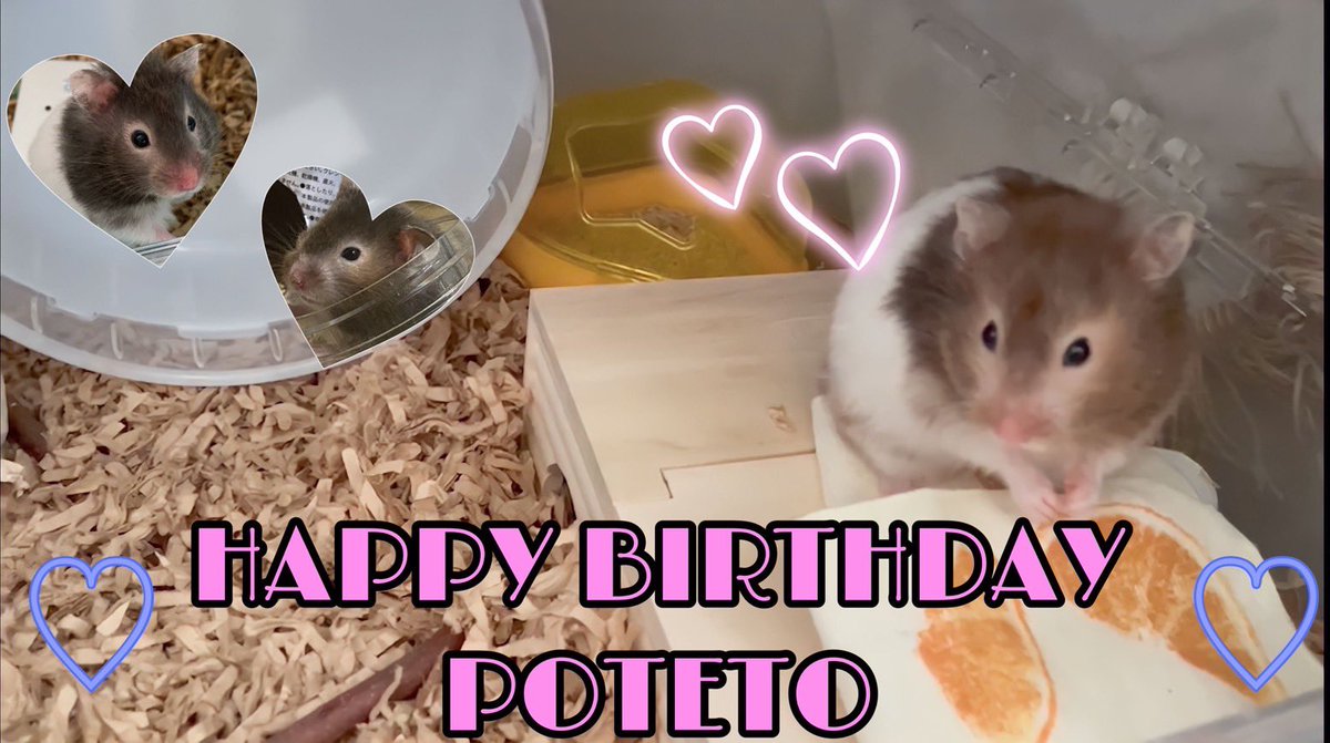 ポテちゃん、1歳のお誕生日です👏
いつも家族を可愛い仕草で癒してくれてありがとう🥰これからもずっと一緒にいてね✨

#ハムスター
#ハムスター好きと繋がりたい 
#ハムスターのいる暮らし