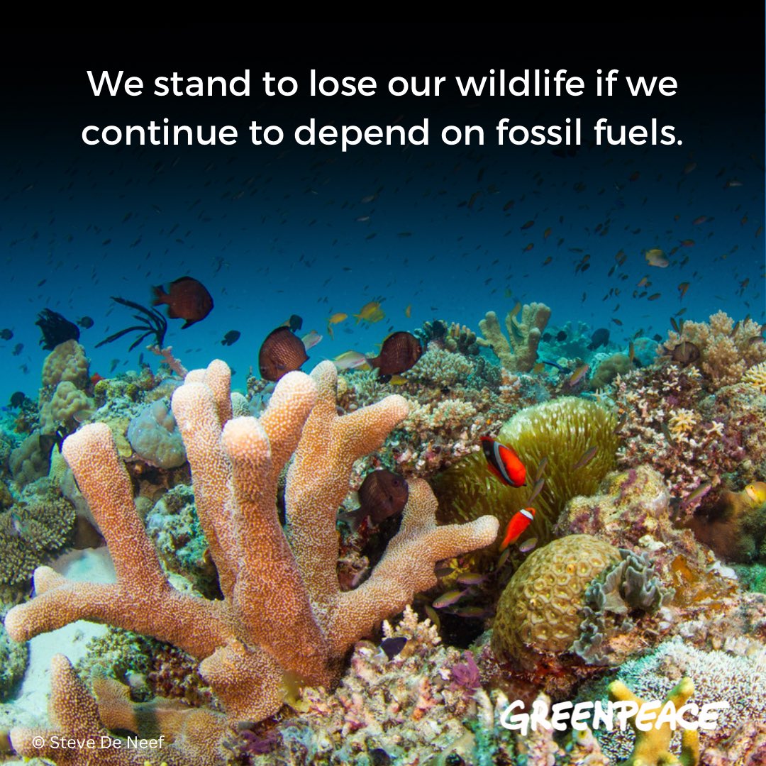 gpph's tweet photo. Currently, 34 marine protected areas have been affected and over 24,000 hectares of coral reef may be in danger because of the oil spill in Oriental Mindoro.

#WorldWildlifeDay https://t.co/CCx2JCaO8j