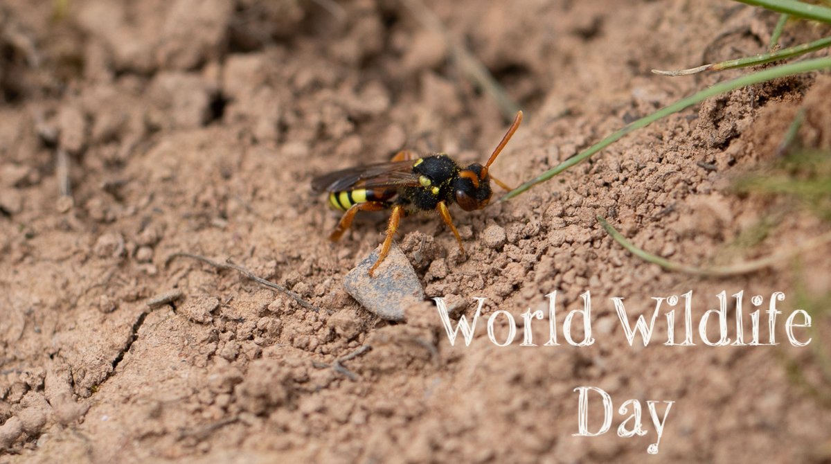 For #WorldWildlifeDay  #WWD2023 #PartnershipsForConservation we'd like to thank all the individuals and groups who have contributed to making #LongrunMeadow a home for wildlife!