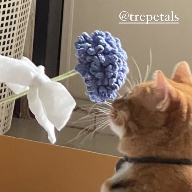 trepetals's tweet photo. Cat friendly flowers😽🧶 https://t.co/XGwnuKJyJC