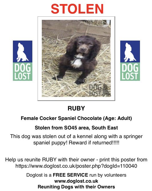 RachaelB100's tweet photo. #LongTimeStolen 

TWO #Spaniels #STOLEN from their kennel 11/1/17 

PEPPA female #ESS PUPPY LIVER/WTE Approx now 6
https://t.co/1wVcRhd829

RUBY female #CockerSpaniel ADULT chocolate with white chest 
https://t.co/9V7X9G9sdu

#CHIPPED #SouthEast  #SO45
#PetTheft #ScanThatChip https://t.co/JEElpb6Dw2